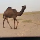 مفروده رمانيه الموقع بدايع بن نجم شمال الجمش