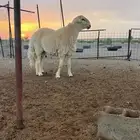 للبيع مشروع