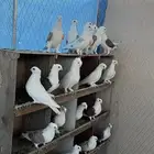 عشه حمام متكامله مع شبكهن وروازين وكل