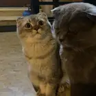 كيتن قطط سوكتش للبيع