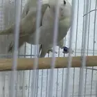 زوجين روز كل زوج معاه فرخ..