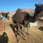 خلفه ناب للبيع