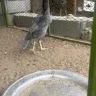 دجاجه سنديه