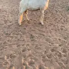 طلي ساكني للبيع