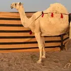 خلفة وضحا ثنو تحتها قعود كفو