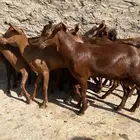 جفار دهم عدد 14 بفحلها ( تم البيع )