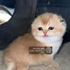 كيتن قطط فاخره مستويات عاليه سكوتش فولد قولد بيور قطه قطوه