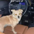 كلب مكس شيواو وبومارينين