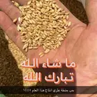 منتجات زراعية حب شعير بلدي