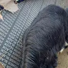 طلي جبر جذع