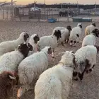 خرفان للبيع