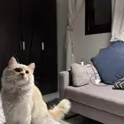 قط شيرازي