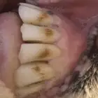 نجديه والد