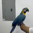 للبيع مكاو بلو اند قولد اليف