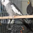 حبات كروان ذكور واناث للانتاج جاهزين للأنتاج