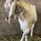 تيس هولندي طيب ونتاجه طيب