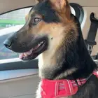 كلب مفقود ضايع حي الياسمين