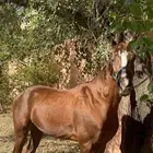 حصان شعبي كفوو