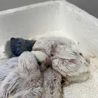 فروح روز ( البينو   وباليد بايد   فايلوت )