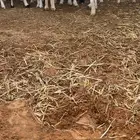 طلي مشروع فحل صنف خصم