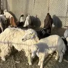 معزاء للبيع وشاه