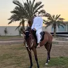 فرس شعبية