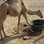 قعود للبيع