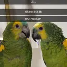 ببغاء امازوني ضايع اللي يلقاه له 500ريال