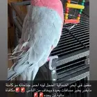 طير مفقود كوكاتو قالا