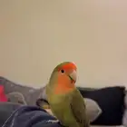 ذكر روز اليف وهدد عمره يمكن السنه معاه 6 بيضات