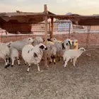جذعات وثنوات مواليد ودفيع ( بريدة)