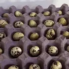 بيض سمان تكساس العملاق