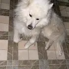 كلب هاسكي