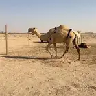 عشرا شقحاء