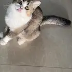 قطوه للتبني