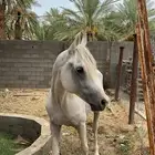 حصان شعبي للبيع