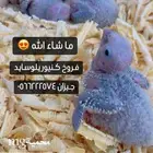 فروخ كنيور يلوسايد
