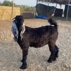 تيس عارضي للبيع