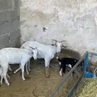 ماعزا بيشيات ربعايات تحتها 3 عنقان