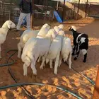 تم البيع العدد 12 فيه رخلين بهم فاخر