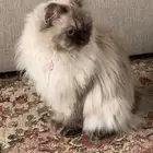 بسه هملايا البيع (مستعجل)