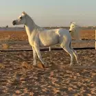 فرس لقاح مكس جمال