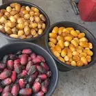 رطب خلاص وصقعي وخضري محافر جديد اليوم
