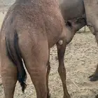 قعدان على الحليب