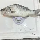 سمك طازه فرش