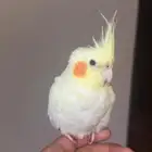 أنثى كروان لاتينيو