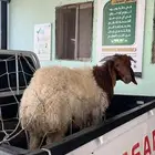 ذبيحتك لباب بيتك