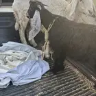 تيس طيب للبي