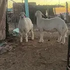 طليان ذبايح