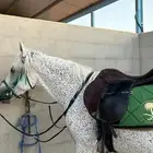 حصان شعبي للبيع